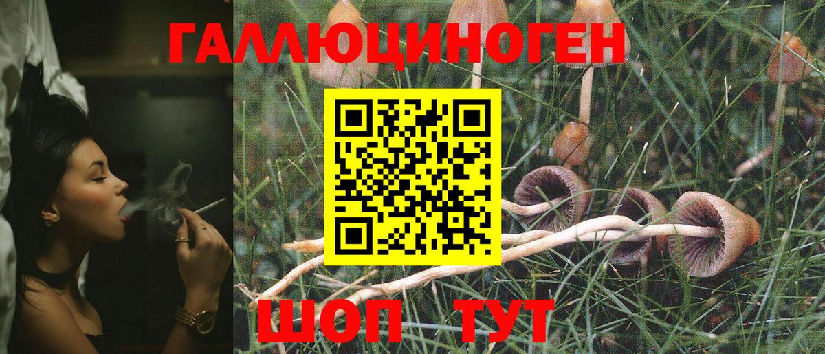 Псилоцибиновые грибы Psilocybe Оренбург